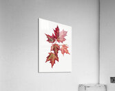 Autumn Leaves 1874  Acrylic Print