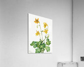 Lemon Columbine Aquilegia flavescens 1925 Acrylic Print