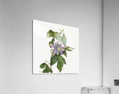 Flower Study 1879 Acrylic Print