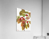 Flowering Dogwood Cornus florida 1919 Acrylic Print