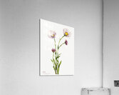 Alaska Fleabane Erigeron salsuginosus 1925 Acrylic Print