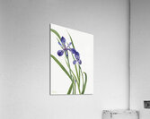 Iris Iris species 1939 Acrylic Print