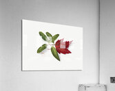 Autumn Leaves 1874 Acrylic Print