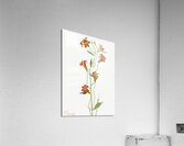 Small Tiger Lily Lilium parvum 1933 Acrylic Print