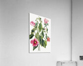 Rose Gentian Sabbatia angularis 1880  Acrylic Print