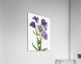 Eustoma russelianum 1930 Acrylic Print