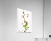 Slender Agoseris Agoseris gracilens 1922 Acrylic Print