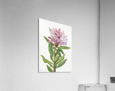 California Rose Bay Rhododendron californicum 1933 Acrylic Print