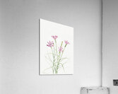 Skeleton Weed Lygodesmia grandiflora 1931 Acrylic Print