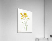 Psilostrophe sparsiflora 1938 Acrylic Print