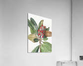 Southern Magnolia Magnolia grandiflora 1923 Acrylic Print