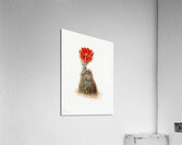 Cucumber Cactus 1939 Acrylic Print