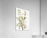 Silverberry Elaeagnus commutata 1922 Acrylic Print