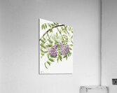 American Wisteria Kraunhia frutescens 1925 Acrylic Print