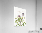 Curly Clematis Clematis crispa 1925 Acrylic Print