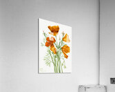 Curly Clematis Clematis crispa 1925 Acrylic Print