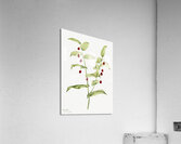 Clasping Twisted Stalk Streptopus amplexifolius 1916 Acrylic Print