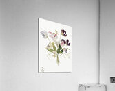 Flower Study 1886 Acrylic Print