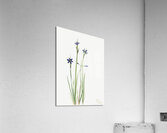 Blue-eyed-grass Sisyrinchium angustifolium 1920 Acrylic Print