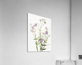 Gentianacease sabbalia angularis 1880 Acrylic Print