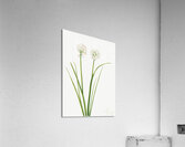 Northern Onion Allium sibiricum 1920 Acrylic Print