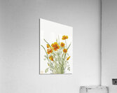 Mexican Poppy Eschscholtzia mexicana 1927 Acrylic Print