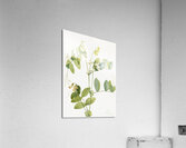 White Pea Lathyrus ochroleucus 1920 Acrylic Print