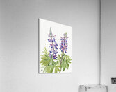 Lupine Lupinus fornosus 1935 Acrylic Print