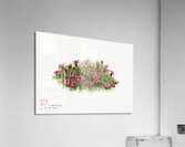 Moss Campion Silene acaulis 1924 Acrylic Print