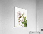 Hedge Bindweed Calystegia Convolvulus sepium 1932  Acrylic Print