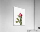 Walkingstick Cholla Opuntia imbricata 1934 Acrylic Print
