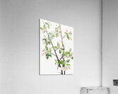 Wild Sweet Crab Malus coronaria 1920 Acrylic Print