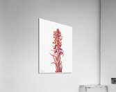 Snow Plant Sarcodes sanguinea 1930 Acrylic Print