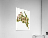 Douglas Fir Pseudotsuga mucronata 1923 Acrylic Print