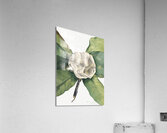Southern Magnolia Magnolia grandiflora 1918 Acrylic Print