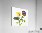 Pansies 1875 Acrylic Print