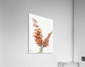 Ocotillo Fouquieria splendens 1927 Acrylic Print