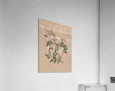 Rose Mallow Hibiscus moscheutos 1878 Acrylic Print