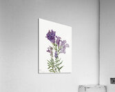 Rose Mallow Hibiscus moscheutos 1878 Acrylic Print