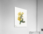 Cylindropuntia whipplei 1938 Acrylic Print