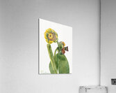 Flower Study 1939 Acrylic Print