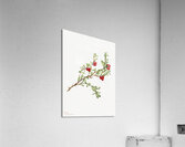 Bearberry Arctostaphylos uva-ursi 1916 Acrylic Print