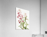 Fireweed Epilobium angustifolium 1902 Acrylic Print