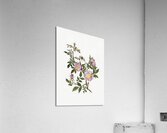 Rose Mallow Hibiscus moscheutos 1878 Acrylic Print
