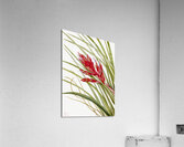 Quill Leaf Tillandsia Tillandsia fasciculata 1929 Acrylic Print