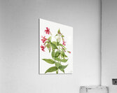 Lewis Monkey Flower Mimulus lewisii 1899 Acrylic Print