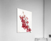 Carolina Maple Acer carolinianum 1923 Acrylic Print