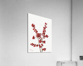Winterberry Ilex verticillata 1920 Acrylic Print