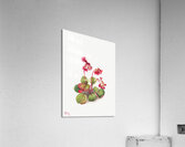 Winterberry Ilex verticillata 1920 Acrylic Print