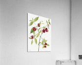 Winterberry Ilex verticillata 1920 Acrylic Print